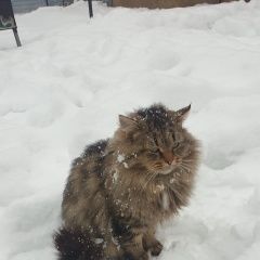 Подробнее об объявлении «Найден кот в с/т заречье около д. толстяково, солне Солнечногорск» Фото: найдена кошка  «Найден кот в с/т заречье около д. толстяково,...» в г. Солнечногорск