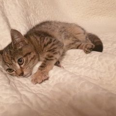 Подробнее об объявлении «Найдена кошка котенок Анапа» Фото: найдена кошка  «Найдена кошка котенок Анапа» в г. Анапа