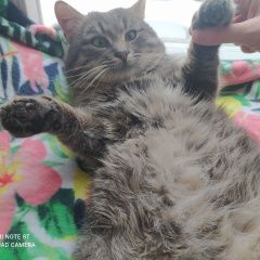 Подробнее об объявлении «Обнинск Найден кот» Фото: найдена кошка  «Обнинск Найден кот» в г. Обнинск