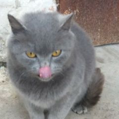 Подробнее об объявлении «Найдена кошка британская кошечка Красноперекопск» Фото: найдена кошка Британская короткошерстная кошка «Найдена кошка британская кошечка Красноперекопск» в г. Красноперекопск