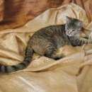 Подробнее об объявлении «Мытищи Найдена кошка» Фото: найдена кошка  «Мытищи Найдена кошка» в г. Мытищи