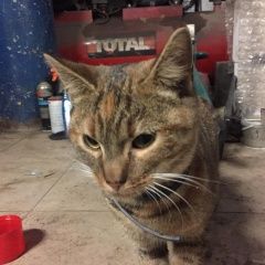 Подробнее об объявлении «Санкт-Петербург Найдена кошка» Фото: найдена кошка  «Санкт-Петербург Найдена кошка» в г. Санкт-Петербург