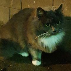 Подробнее об объявлении «Жуковский Найдена кошка» Фото: найдена кошка  «Жуковский Найдена кошка» в г. Жуковский
