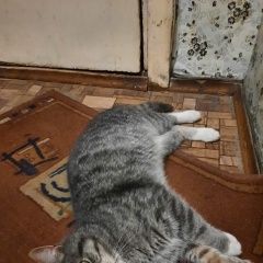 Подробнее об объявлении «Апрелевка Найден кот» Фото: найдена кошка  «Апрелевка Найден кот» в г. Апрелевка