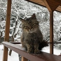 Подробнее об объявлении «Вербилки Найден кот» Фото: найдена кошка  «Вербилки Найден кот» в г. Вербилки