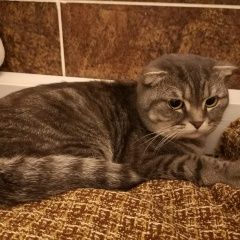 Подробнее об объявлении «Найден кот Оренбург» Фото: найдена кошка  «Найден кот Оренбург» в г. Оренбург