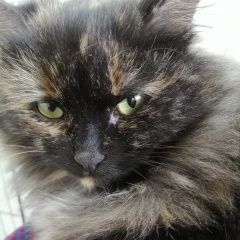 Подробнее об объявлении «Ставрополь Найдена кошка» Фото: найдена кошка  «Ставрополь Найдена кошка» в г. Ставрополь