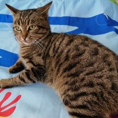 Подробнее об объявлении «Найден кот Ставрополь» Фото: найдена кошка  «Найден кот Ставрополь» в г. Ставрополь