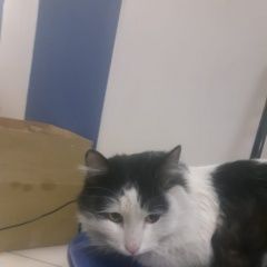 Подробнее об объявлении «Санкт-Петербург Найден кот» Фото: найдена кошка  «Санкт-Петербург Найден кот» в г. Санкт-Петербург