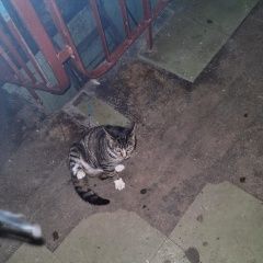 Подробнее об объявлении «Санкт-Петербург Найдена кошка серая, полосатая, кончики лапок белые» Фото: найдена кошка  «Санкт-Петербург Найдена кошка серая, полосатая,...» в г. Санкт-Петербург