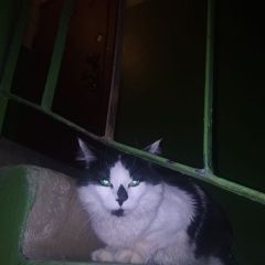 Подробнее об объявлении «Найден кот потеряшка Подольск» Фото: найдена кошка  «Найден кот потеряшка Подольск» в г. Подольск