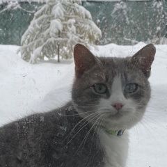 Подробнее об объявлении «Одинцово Найдена кошка ласковая кошка» Фото: найдена кошка  «Одинцово Найдена кошка ласковая кошка» в г. Одинцово