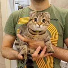 Подробнее об объявлении «Найдена кошка Анапа» Фото: найдена кошка Британская короткошерстная кошка «Найдена кошка Анапа» в г. Анапа