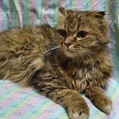 Подробнее об объявлении «Новосибирск Найдена кошка» Фото: найдена кошка  «Новосибирск Найдена кошка» в г. Новосибирск