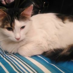 Подробнее об объявлении «Санкт-Петербург Найдена кошка на улице мебельная..» Фото: найдена кошка  «Санкт-Петербург Найдена кошка на улице мебельная..» в г. Санкт-Петербург