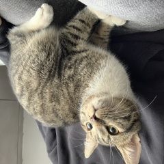 Подробнее об объявлении «Санкт-Петербург Найден кот, наб реки мойки.» Фото: найдена кошка  «Санкт-Петербург Найден кот, наб реки мойки.» в г. Санкт-Петербург