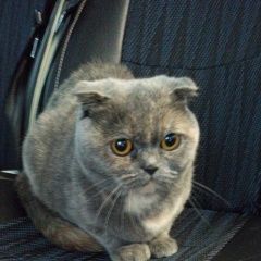 Подробнее об объявлении «Санкт-Петербург Найден котенок» Фото: найдена кошка Британская короткошерстная кошка «Санкт-Петербург Найден котенок» в г. Санкт-Петербург