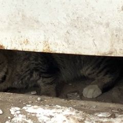 Подробнее об объявлении «Москва Найдена кошка /кот» Фото: найдена кошка  «Москва Найдена кошка /кот» в г. Москва