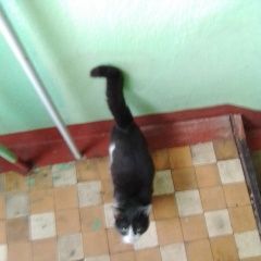 Подробнее об объявлении «Химки Найден кот серо-белый в красном ошейнике» Фото: найдена кошка  «Химки Найден кот серо-белый в красном ошейнике» в г. Химки