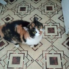 Подробнее об объявлении «Найдена кошка Мценск» Фото: найдена кошка  «Найдена кошка Мценск» в г. Мценск