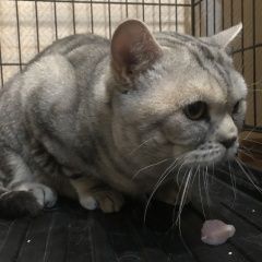 Подробнее об объявлении «Омск Найден кот» Фото: найдена кошка  «Омск Найден кот» в г. Омск