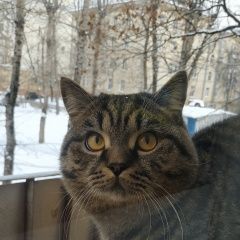 Подробнее об объявлении «Москва Найден кот, рядом с метро тушинская.» Фото: найдена кошка  «Москва Найден кот, рядом с метро тушинская.» в г. Москва