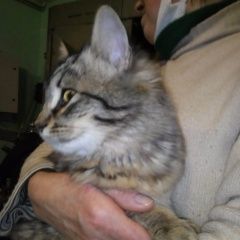 Подробнее об объявлении «Санкт-Петербург Найден кот» Фото: найдена кошка  «Санкт-Петербург Найден кот» в г. Санкт-Петербург