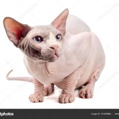 Подробнее об объявлении «Найден кот сфинкс Анапа» Фото: найдена кошка  «Найден кот сфинкс Анапа» в г. Анапа