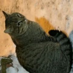 Подробнее об объявлении «Москва Найден кот» Фото: найдена кошка  «Москва Найден кот» в г. Москва