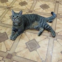 Подробнее об объявлении «Санкт-Петербург Найдена кошка» Фото: найдена кошка  «Санкт-Петербург Найдена кошка» в г. Санкт-Петербург