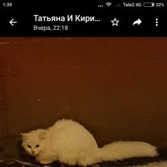 Подробнее об объявлении «Москва Найдена кошка белая кошка» Фото: найдена кошка  «Москва Найдена кошка белая кошка» в г. Москва