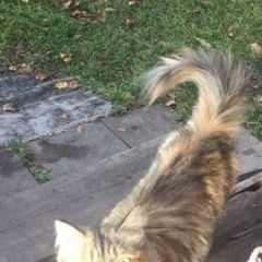 Подробнее об объявлении «Найдена кошка Белоярский (Свердловская обл.)» Фото: найдена кошка  «Найдена кошка Белоярский (Свердловская обл.)» в г. Белоярский (Свердловская обл.)