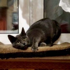 Подробнее об объявлении «Москва Найдена кошка подросток» Фото: найдена кошка Британская короткошерстная кошка «Москва Найдена кошка подросток» в г. Москва