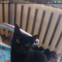 Подробнее об объявлении «Пермь Найдена кошка черная» Фото: найдена кошка  «Пермь Найдена кошка черная» в г. Пермь
