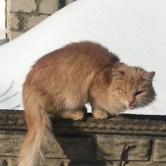 Подробнее об объявлении «Орел Найден кот рыжий котик» Фото: найдена кошка Сибирская кошка «Орел Найден кот рыжий котик» в г. Орел