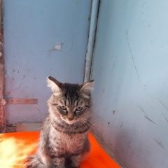 Подробнее об объявлении «Екатеринбург Найдена кошка кошечка район южного автовокзала» Фото: найдена кошка  «Екатеринбург Найдена кошка кошечка район южного...» в г. Екатеринбург