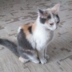 Подробнее об объявлении «Саяногорск Найдена кошка» Фото: найдена кошка  «Саяногорск Найдена кошка» в г. Саяногорск