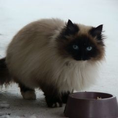 Подробнее об объявлении «Найдена кошка или кот Дмитров» Фото: найдена кошка  «Найдена кошка или кот Дмитров» в г. Дмитров