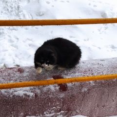 Подробнее об объявлении «Москва Найдена кошка живёт в подвале» Фото: найдена кошка  «Москва Найдена кошка живёт в подвале» в г. Москва