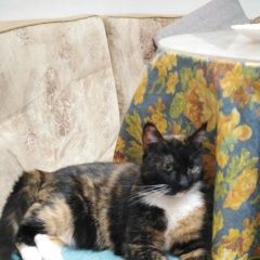 Подробнее об объявлении «Санкт-Петербург Найдена кошка я» Фото: найдена кошка  «Санкт-Петербург Найдена кошка я» в г. Санкт-Петербург