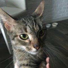 Подробнее об объявлении «Санкт-Петербург Найдена кошка район универсам невский» Фото: найдена кошка  «Санкт-Петербург Найдена кошка район универсам...» в г. Санкт-Петербург