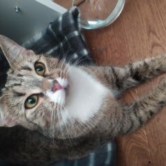 Подробнее об объявлении «Санкт-Петербург Найдена кошка» Фото: найдена кошка  «Санкт-Петербург Найдена кошка» в г. Санкт-Петербург