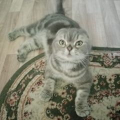 Подробнее об объявлении «Найден кот Ростов-на-Дону» Фото: найдена кошка  «Найден кот Ростов-на-Дону» в г. Ростов-на-Дону