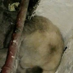 Подробнее об объявлении «Санкт-Петербург Найдена кошка» Фото: найдена кошка  «Санкт-Петербург Найдена кошка» в г. Санкт-Петербург