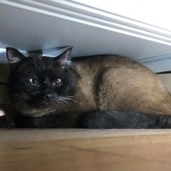 Подробнее об объявлении «Екатеринбург Найдена кошка» Фото: найдена кошка Сиамская кошка «Екатеринбург Найдена кошка» в г. Екатеринбург