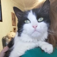Подробнее об объявлении «Москва Найдена кошка сао ул. ангарская» Фото: найдена кошка  «Москва Найдена кошка сао ул. ангарская» в г. Москва
