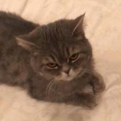 Подробнее об объявлении «Найден кот Ставрополь» Фото: найдена кошка  «Найден кот Ставрополь» в г. Ставрополь