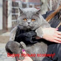 Подробнее об объявлении «Найден кот Ростов-на-Дону» Фото: найдена кошка Британская короткошерстная кошка «Найден кот Ростов-на-Дону» в г. Ростов-на-Дону