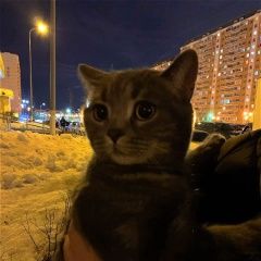 Подробнее об объявлении «Найдена кошка кот кошка Балашиха» Фото: найдена кошка  «Найдена кошка кот кошка Балашиха» в г. Балашиха