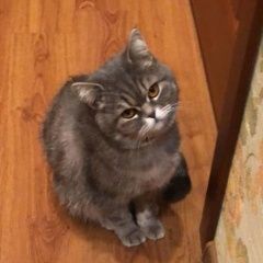 Подробнее об объявлении «Найдена кошка шотландская кошечка Ставрополь» Фото: найдена кошка  «Найдена кошка шотландская кошечка Ставрополь» в г. Ставрополь